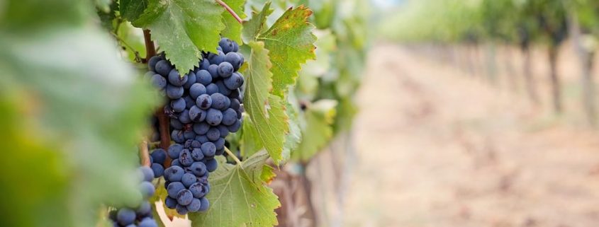 La Rioja aumentó en marzo 24% la venta de vino al exterior pero el mercado interno bajó fuerte