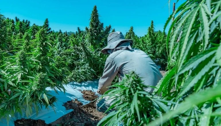 Cannabis: La Rioja ya puede autorizar a las empresas a explorar y a producir