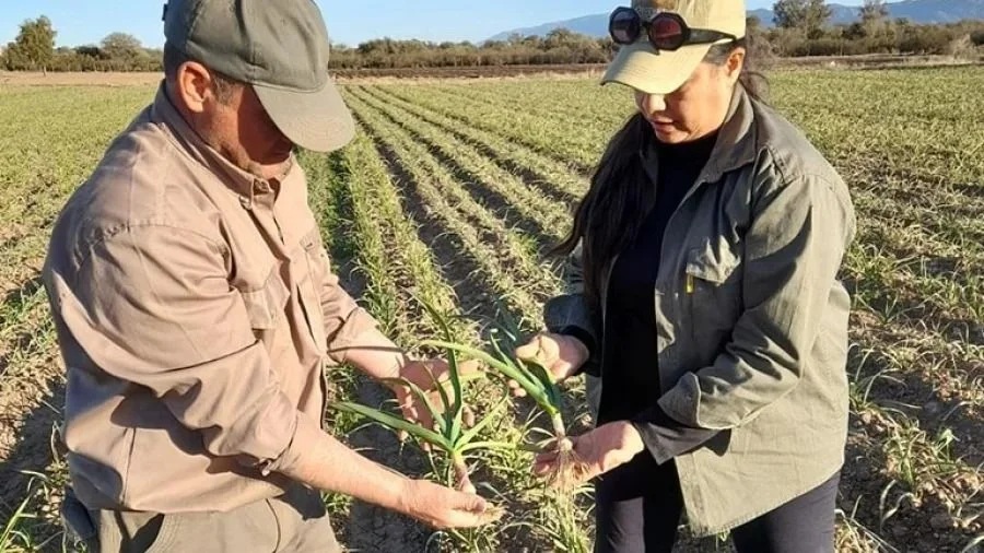 La Rioja impulsa la producción de ajo blanco y morado para fortalecer la economía provincial